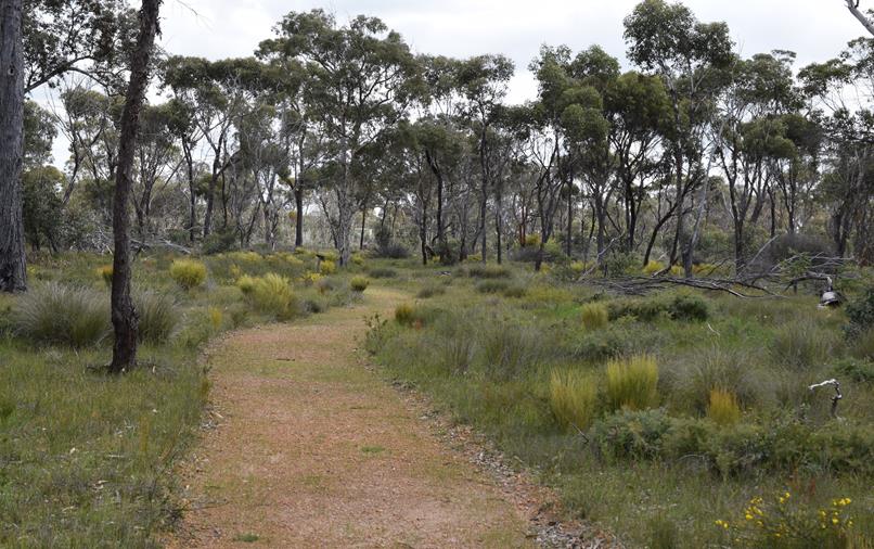 Cranbrook wildflower walk